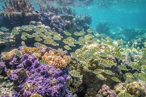 French Polynesia, Bora Bora. School of convict surgeonfish and coral