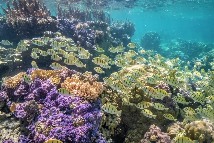 Framed Print : French Polynesia, Bora Bora. School of convict surgeonfish and coral Framed Print : French Polynesia, Bora Bora. School of convict surgeonfish and coral