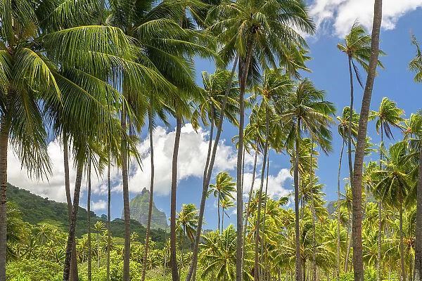 French Polynesia, Moorea. Bali Hai mountain and palm trees
