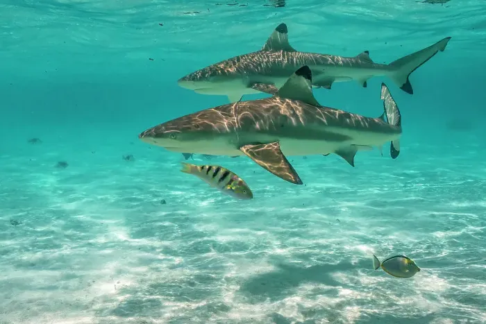 Framed Print : French Polynesia, Moorea. Black-tipped reef sharks Framed Print : French Polynesia, Moorea. Black-tipped reef sharks