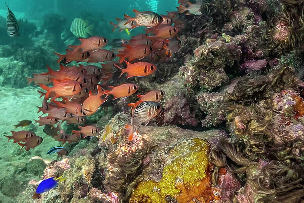 French Polynesia, Moorea. School of soldierfish and coral