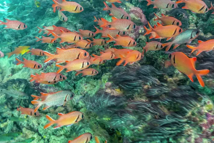 Framed Print : French Polynesia, Moorea. School of soldierfish and coral Framed Print : French Polynesia, Moorea. School of soldierfish and coral