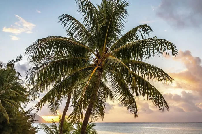 Framed Print : French Polynesia, Moorea. Sunset on island and ocean