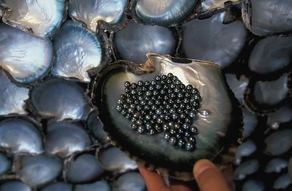 French Polynesia, Moorea Tiki Polynesian village. Oyster shells  /  oyster farm; black