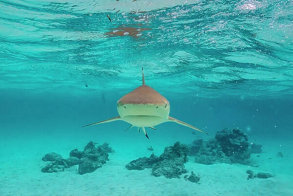 French Polynesia, Moorea. Front view of black-tipped reef shark