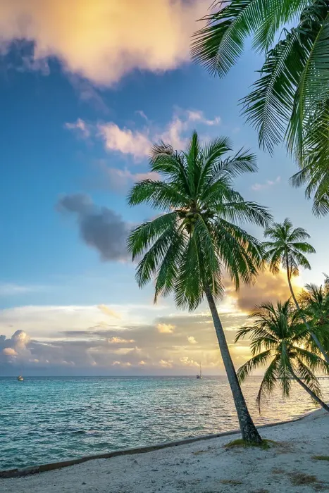 Framed Print : French Polynesia, Rangiroa Atoll. Palm tree and sailboat at sunset. ©Cathy & Gordon Illg / Jaynes Gallery / DanitaDelimont.com Framed Print : French Polynesia, Rangiroa Atoll. Palm tree and sailboat at sunset. ©Cathy & Gordon Illg / Jaynes Gallery / DanitaDelimont.com