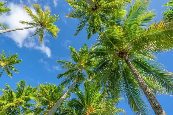 Framed Print : French Polynesia, Rangiroa Atoll. Looking up at palm trees and blue sky. ©Cathy & Gordon Illg / Jaynes Gallery / DanitaDelimont.com Framed Print : French Polynesia, Rangiroa Atoll. Looking up at palm trees and blue sky. ©Cathy & Gordon Illg / Jaynes Gallery / DanitaDelimont.com