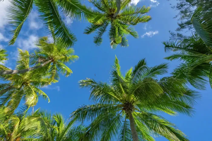 Framed Print : French Polynesia, Rangiroa Atoll. Looking up at palm trees and blue sky. ©Cathy & Gordon Illg / Jaynes Gallery / DanitaDelimont.com Framed Print : French Polynesia, Rangiroa Atoll. Looking up at palm trees and blue sky. ©Cathy & Gordon Illg / Jaynes Gallery / DanitaDelimont.com