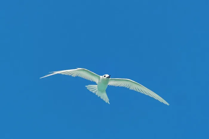 Framed Print : French Polynesia, Rangiroa Atoll. Fairy terns in flight. ©Cathy & Gordon Illg / Jaynes Gallery / DanitaDelimont.com Framed Print : French Polynesia, Rangiroa Atoll. Fairy terns in flight. ©Cathy & Gordon Illg / Jaynes Gallery / DanitaDelimont.com