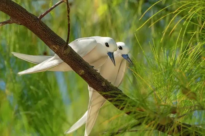 Framed Print : French Polynesia, Rangiroa Atoll. Pair of fairy terns in tree. ©Cathy & Gordon Illg  /  Jaynes Gallery  /  DanitaDelimont.com