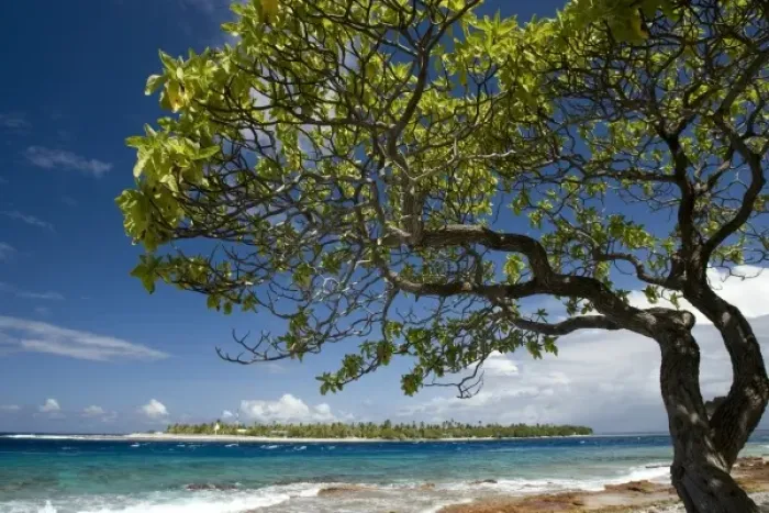 Framed Print : French Polynesia, Society Islands, Rangiroa. Tree on the shore with Taputa in the background