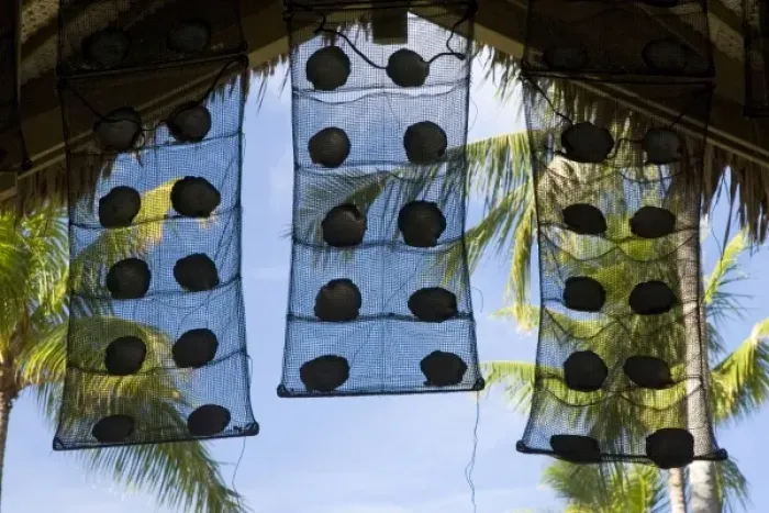 Framed Print : French Polynesia, Society Islands, Rangiroa. Nets with oyster shells adorn the entrance Framed Print : French Polynesia, Society Islands, Rangiroa. Nets with oyster shells adorn the entrance