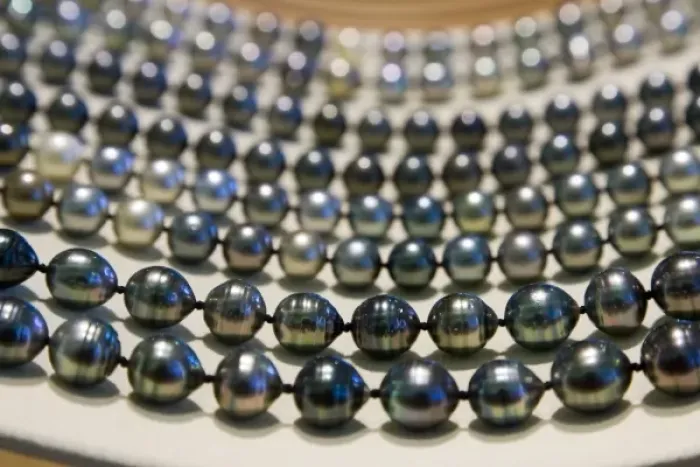 Framed Print : French Polynesia, Society Islands, Bora Bora. Close-up of strands of black pearls Framed Print : French Polynesia, Society Islands, Bora Bora. Close-up of strands of black pearls
