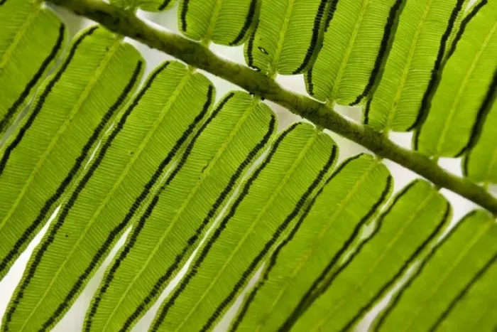 Framed Print : French Polynesia, Society Islands, Moorea. Close-up of fern leaves Framed Print : French Polynesia, Society Islands, Moorea. Close-up of fern leaves