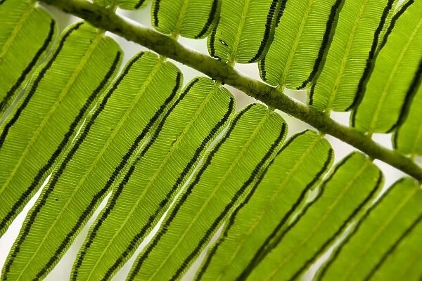 French Polynesia, Society Islands, Moorea. Close-up of fern leaves