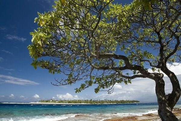 French Polynesia, Society Islands, Rangiroa. Tree on the shore with Taputa in the background