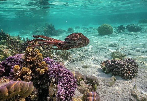 French Polynesia, Taha'a. Close-up of octopus moving
