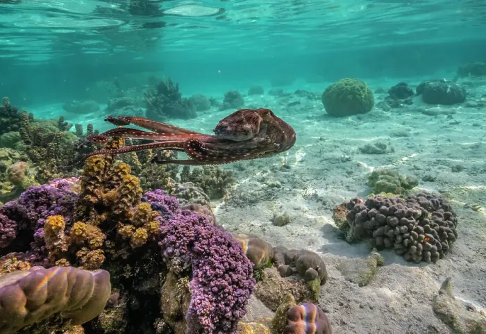 Framed Print : French Polynesia, Taha'a. Close-up of octopus moving Framed Print : French Polynesia, Taha'a. Close-up of octopus moving