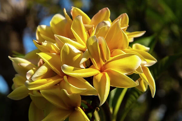 French Polynesia, Taha'a. Close-up of yellow plumeria blossoms