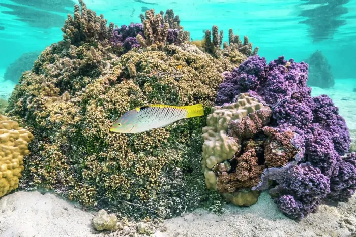 Framed Print : French Polynesia, Taha'a. Coral and reef fish