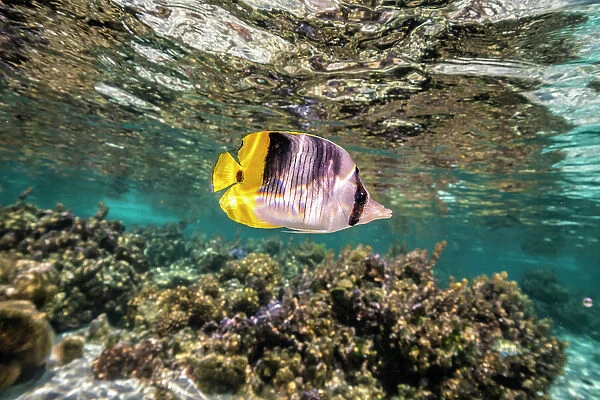 French Polynesia, Taha'a. Coral scenic with lone Pacific double-saddle butterflyfish