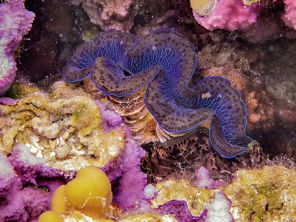 French Polynesia, Taha'a. Giant clam and coral underwater