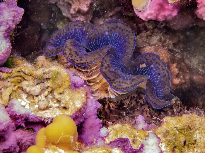 Framed Print : French Polynesia, Taha'a. Giant clam and coral underwater