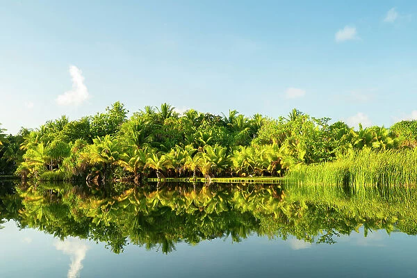 French Polynesia, Taha'a. Tropical jungle reflects in lagoon
