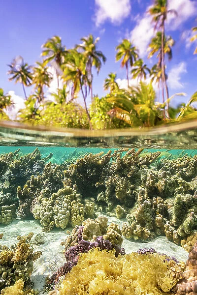 French Polynesia, Taha'a. Under / above water split of coral and palm trees
