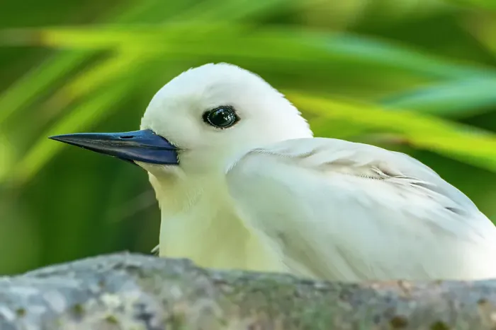 Framed Print : French Polynesia, Tikehau Atoll. Fairy tern in tree. ©Cathy & Gordon Illg / Jaynes Gallery / DanitaDelimont.com Framed Print : French Polynesia, Tikehau Atoll. Fairy tern in tree. ©Cathy & Gordon Illg / Jaynes Gallery / DanitaDelimont.com