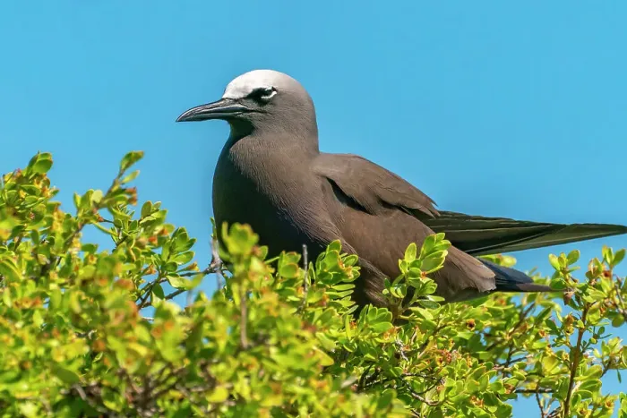 Framed Print : French Polynesia, Tikehau Atoll, Bird Island. Brown noddy adult perched on foliage. ©Cathy & Gordon Illg  /  Jaynes Gallery  /  DanitaDelimont.com
