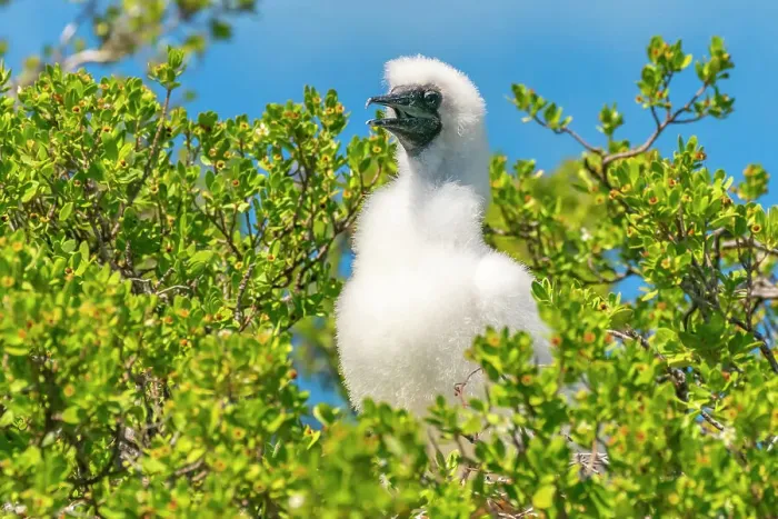 Framed Print : French Polynesia, Tikehau Atoll, Bird Island. Red-footed booby chick. ©Cathy & Gordon Illg / Jaynes Gallery / DanitaDelimont.com Framed Print : French Polynesia, Tikehau Atoll, Bird Island. Red-footed booby chick. ©Cathy & Gordon Illg / Jaynes Gallery / DanitaDelimont.com