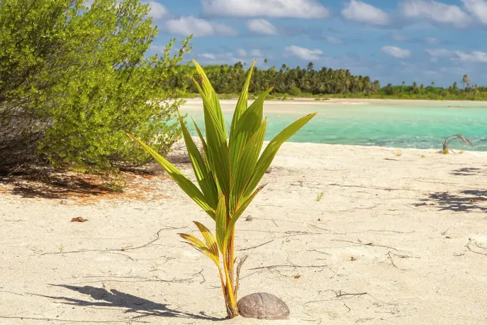 Framed Print : French Polynesia, Tikehau Atoll. New palm tree on atoll beach. ©Cathy & Gordon Illg / Jaynes Gallery / DanitaDelimont.com Framed Print : French Polynesia, Tikehau Atoll. New palm tree on atoll beach. ©Cathy & Gordon Illg / Jaynes Gallery / DanitaDelimont.com