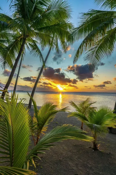 Framed Print : French Polynesia, Tikehau Atoll. Tree silhouettes at sunset. ©Cathy & Gordon Illg / Jaynes Gallery / DanitaDelimont.com Framed Print : French Polynesia, Tikehau Atoll. Tree silhouettes at sunset. ©Cathy & Gordon Illg / Jaynes Gallery / DanitaDelimont.com