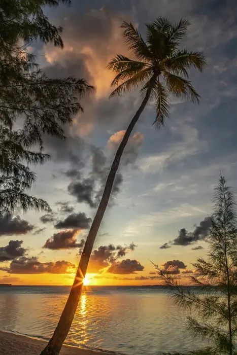 Framed Print : French Polynesia, Tikehau Atoll. Sunset on trees and ocean. ©Cathy & Gordon Illg  /  Jaynes Gallery  /  DanitaDelimont.com