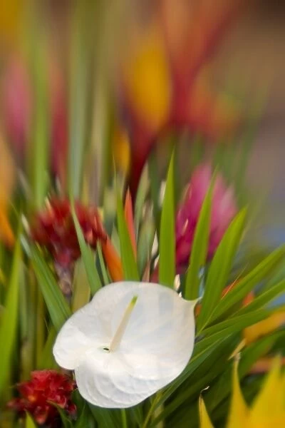French Polynesia. Tropical flower arrangement featuring a white antherium