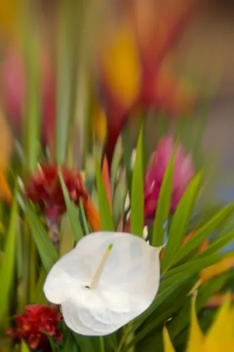 Framed Print : French Polynesia. Tropical flower arrangement featuring a white antherium