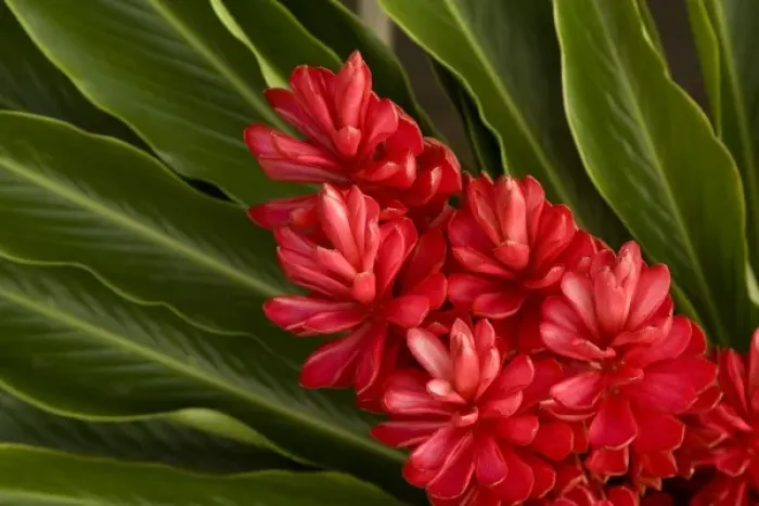 Framed Print : French Polynesia. Tropical native flowers