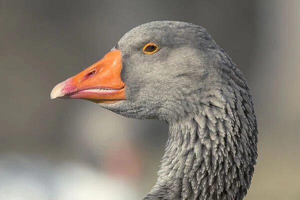 French Toulouse Goose, Kentucky