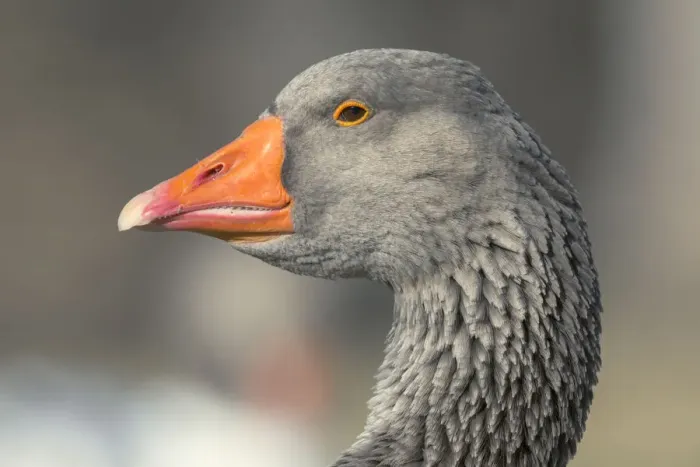Framed Print : French Toulouse Goose, Kentucky
