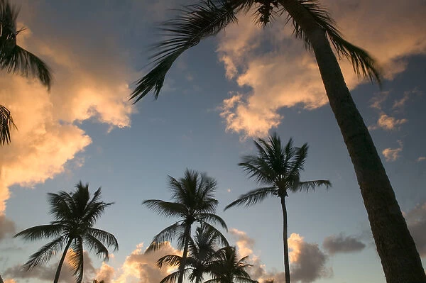 FRENCH WEST INDIES (FWI)-Guadaloupe-Grande-Terre-BAS DU FORT: Palms at Sunrise