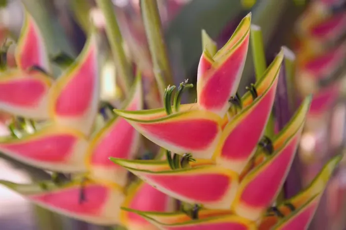 Framed Print : FRENCH WEST INDIES (FWI)-Guadaloupe-Grande-Terre-POINTE -A-PITRE: Flower Market- Heliconia