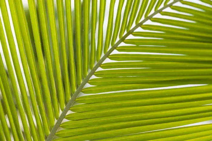 Framed Print : French West Indies, Saint Martin. Baie Nettle, palm tree, morning
