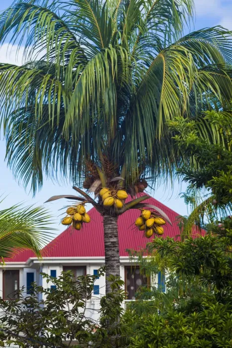 Framed Print : French West Indies, St-Barthelemy. Gustavia, harborside building with palm tree