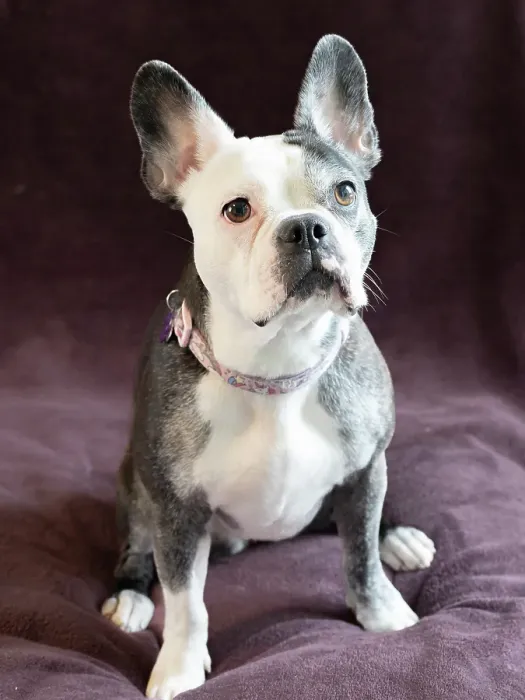 Framed Print : Frenchton dog studio portrait Framed Print : Frenchton dog studio portrait