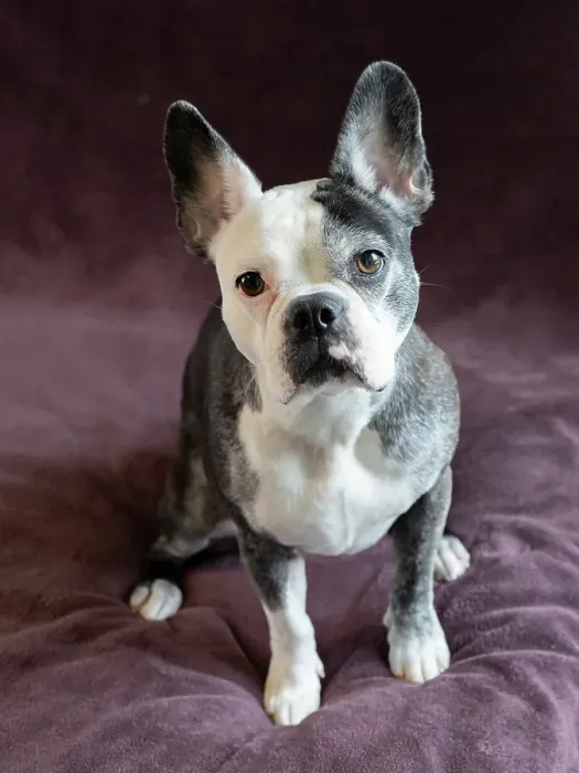 Framed Print : Frenchton dog studio portrait Framed Print : Frenchton dog studio portrait