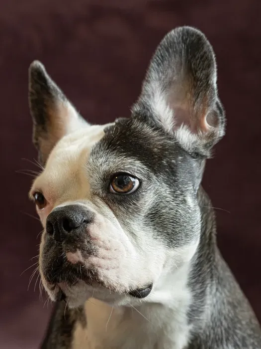Framed Print : Frenchton dog studio portrait Framed Print : Frenchton dog studio portrait