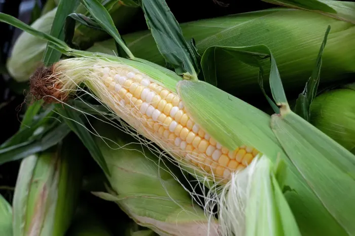 Framed Print : Fresh corn in Shipshewana farmers market in Amish country Indiana
