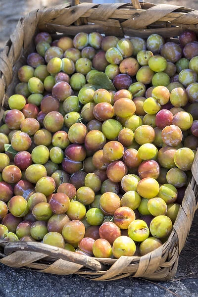 Fresh golden plums for sale, Andria, Italy, Europe