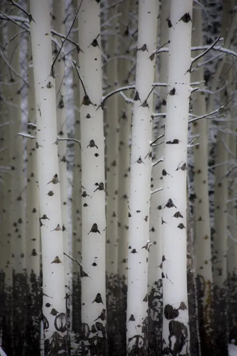 Framed Print : Fresh late summer snow and Aspen tree trunks, Banff National Park, Alberta, Canada